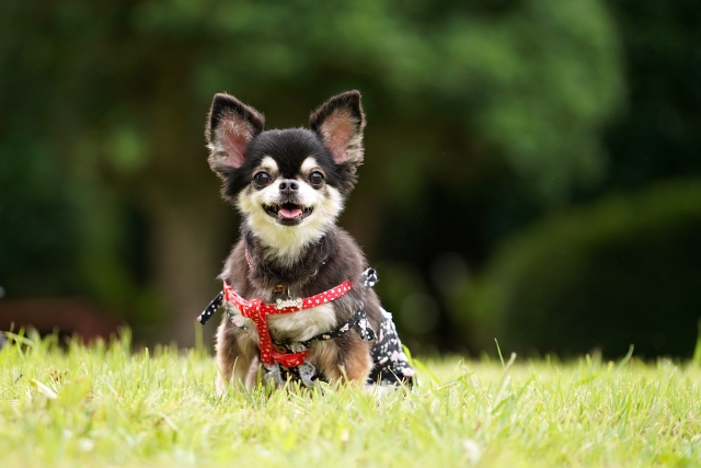 ペットと暮らす家づくりの工夫　犬編