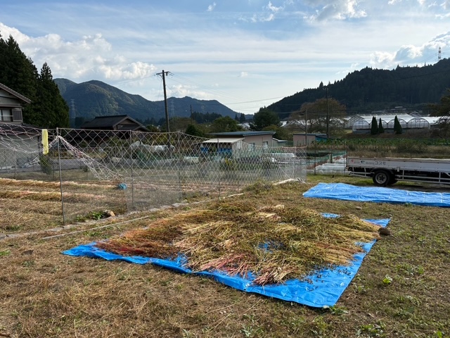 そばの茎をカットして、ブルーシートの上に並べた写真